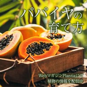 果物,ガーデニング,フルーツ,緑のある暮らし,植物のある暮らしの画像