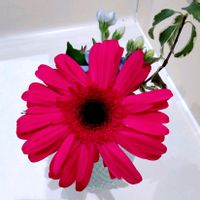 ガーベラ,花のある暮らし♡,真っ赤な火曜日の画像