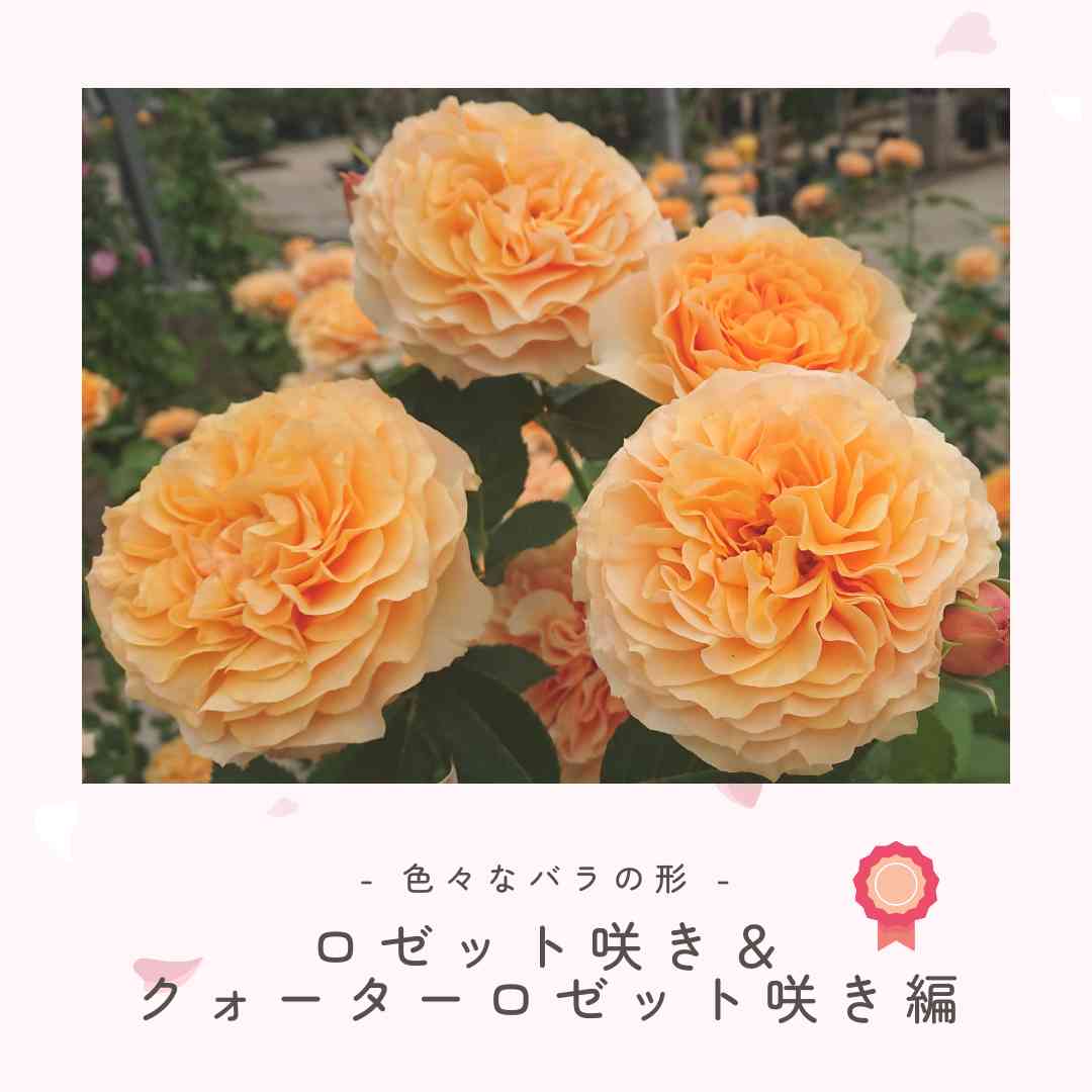 バラの投稿画像 by 京成バラ園芸(株)バラ営業部さん｜ガーデニングと