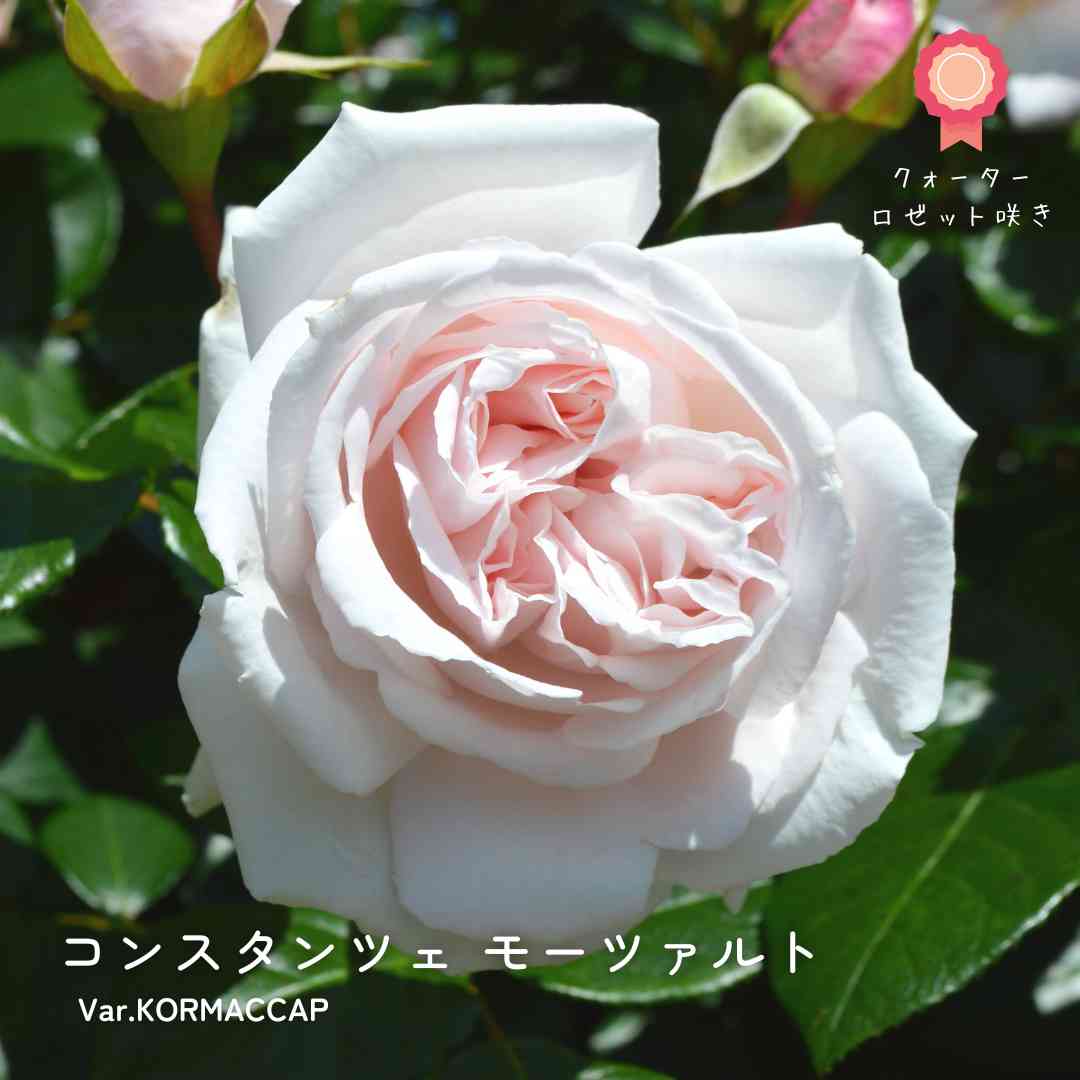 バラの投稿画像 by 京成バラ園芸(株)バラ営業部さん｜ガーデニングと