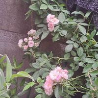 薔薇,群舞,群舞,つるバラ 群舞,つるバラ 群舞の画像