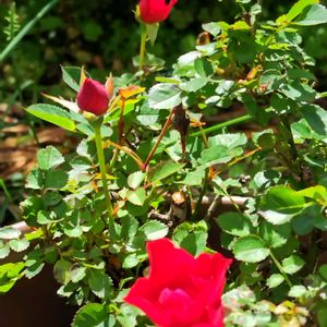 真っ赤なミニ薔薇,鉢植え,我が家の庭,ミニ薔薇,かわいい花の画像
