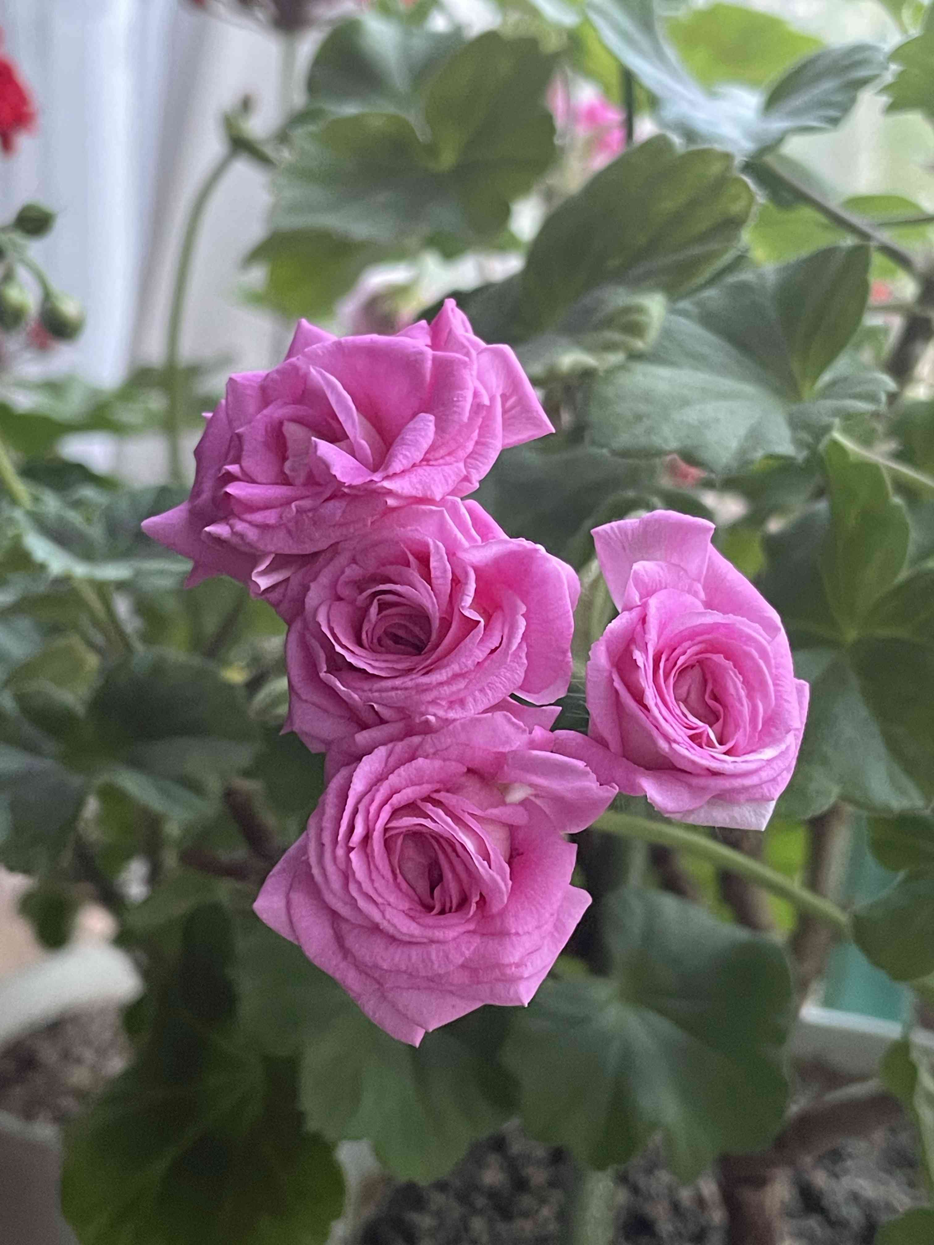 ゼラニウム ディープミルフィールドローズの一覧｜🍀GreenSnap