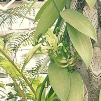 バニラ,神代植物公園の画像