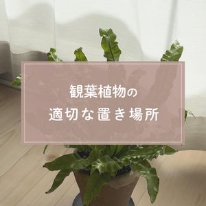 観葉植物,ガーデニング,緑のある暮らし,植物のある暮らし,肥料の画像