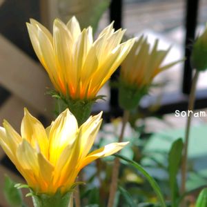 ガザニア,グレコマ バリエガータ,ベランダガーデン,癒し,お花のある暮らしの画像