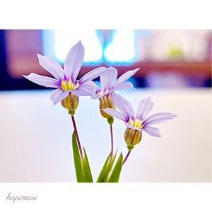 オオニワゼキショウ,オオニワゼキショウ(大庭石菖),Sisyrinchium micranthum,野草,紫の花の画像