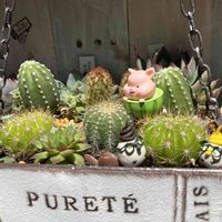 カーネーション,ゴールドクレスト,オルレア,ラフィア,サボテンの寄せ植えの画像