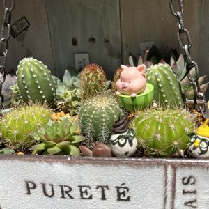 カーネーション,ゴールドクレスト,オルレア,ラフィア,サボテンの寄せ植えの画像