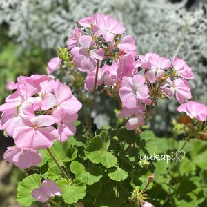 ガザニア,ゼラニウム,花壇,シルバーリーフ,ピンクの花の画像