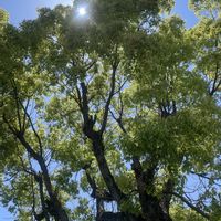 クスノキ,ウォーキングにて,目に青葉〜2024,市樹の画像