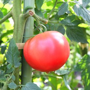 トマト,トマト,夏野菜,園芸,サカタのタネの画像