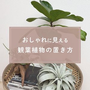 観葉植物,ガーデニング,緑のある暮らし,植物のある暮らし,肥料の画像