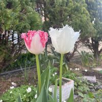 チューリップ,チューリップ フリンジ咲き,ガーデニング,季節の花,北海道の画像