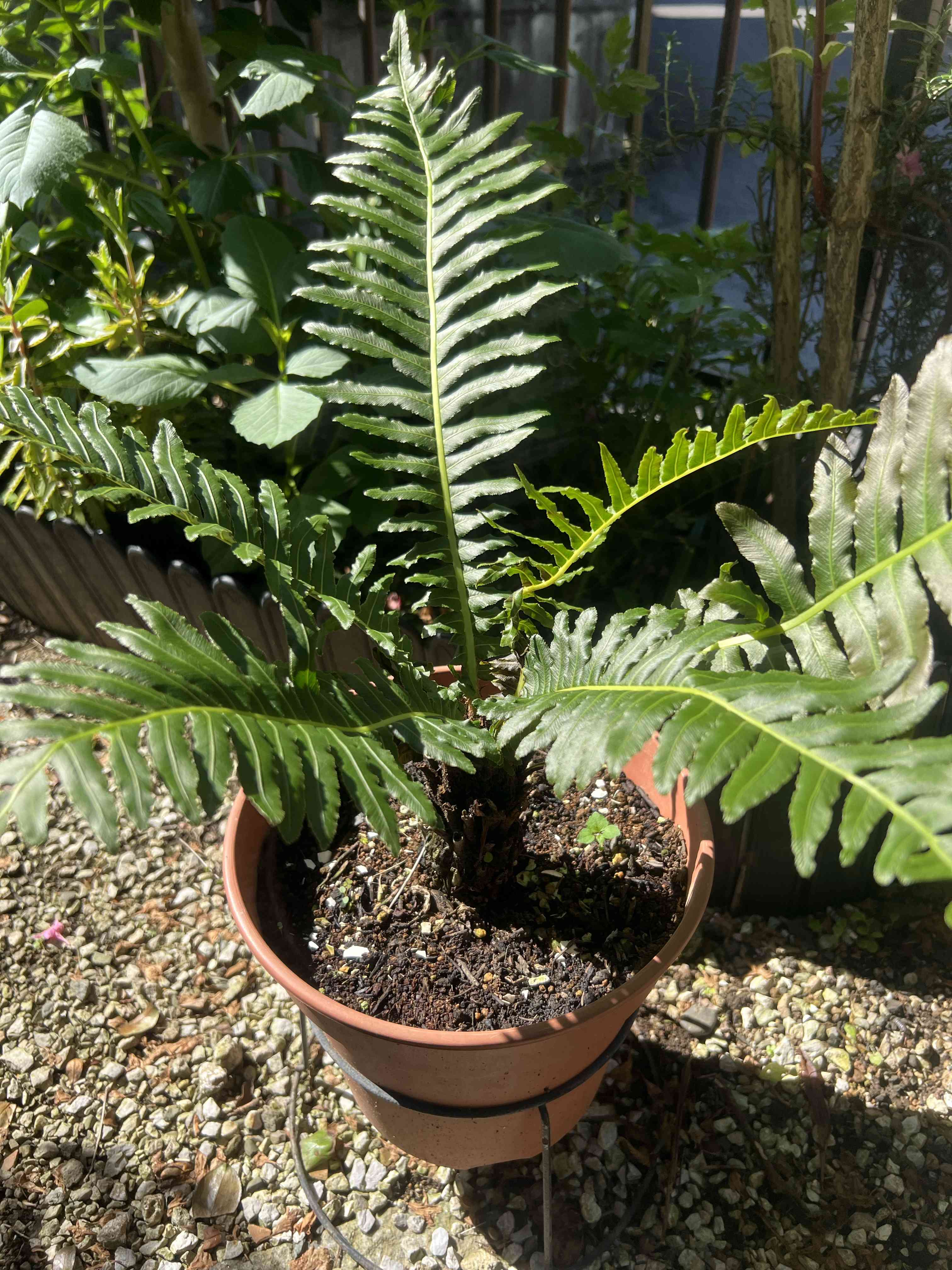 ビカクシダ【コウモリラン】(ラスト1品)