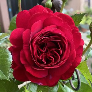 バラ  リパブリック・ドゥ・モンマルトル,バラ  リパブリック・ドゥ・モンマルトル,いい香り,赤いバラ,挿し木から成長の画像