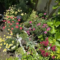 寄せ植え,季節の花,オステオ スペルマム,庭の画像