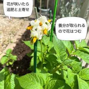 ジャガイモ,ジャガイモ,プランター野菜,ジャガイモ栽培,じゃがいもの画像