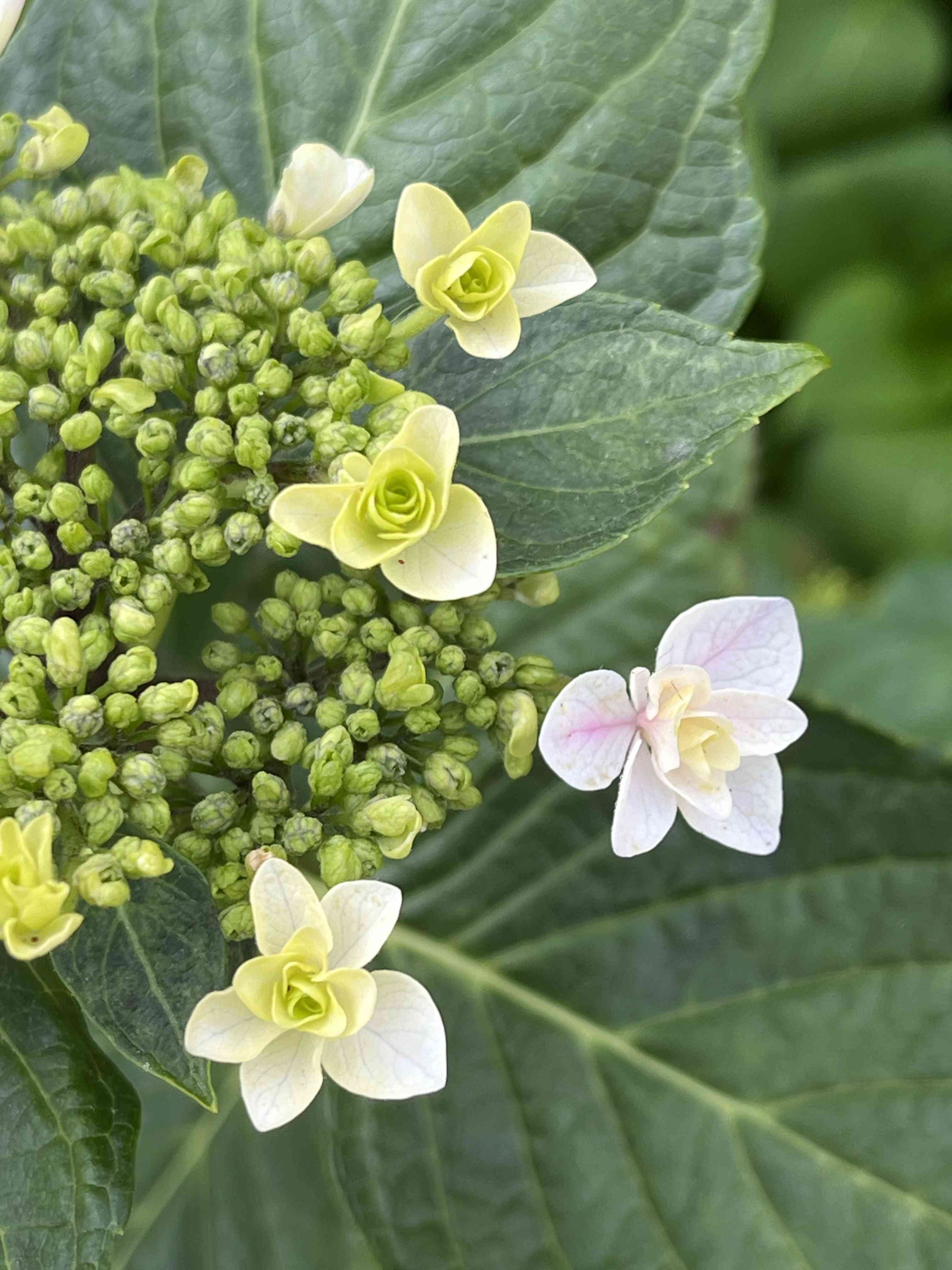 暁光園の一覧｜🍀GreenSnap（グリーンスナップ）