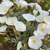 コンボルブルス,白い花,庭の宿根草,ナチュラルスタイル,チーム新潟の画像