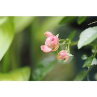 ミニバラ,ラディッシュ,箱庭に咲く花5月,庭の画像