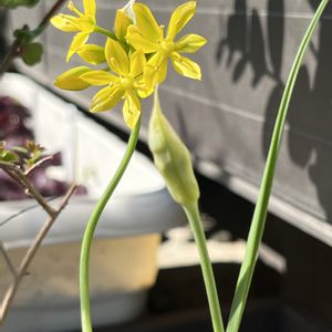 アリウム（黄花）,鉢植え,ネコ好き,花のある暮らし,黄色の花の画像