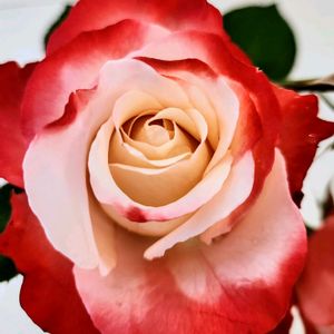 バラ,ジュビレ・デュ・プリンス・ドゥ・モナコ,切り花,いい香り,癒しの画像