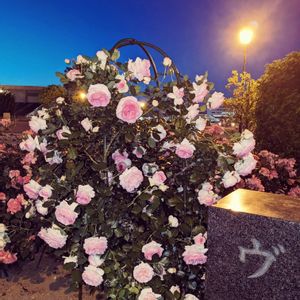 花のある暮らし,緑のある暮らし,横須賀・ヴェルニー公園,ばら バラ 薔薇の画像