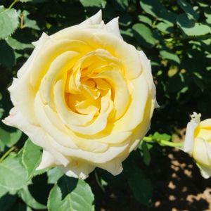 エリナ,薔薇に魅せられて,ローズガーデン,レモンイエロー,初夏の訪れの画像