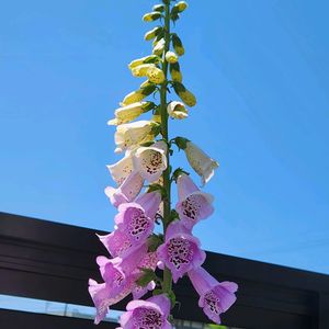 ジギタリス　キャメロット　ラベンダー,ジギタリス　キャメロット　ラベンダー,花壇,可愛い,初めてのお花の画像