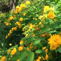 ヤマブキ,八重咲きヤマブキ,美しい花,今日のお花,国営木曽三川公園フラワーパーク江南の画像