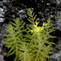 オノマンネングサ,多肉植物,山野草,小さな庭の画像