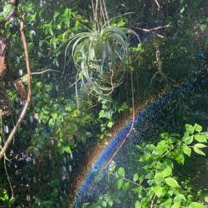 水やり,カナヘビ,エアープランツ/チランジア,庭の画像