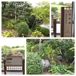 コデマリ,バイカウツギ,ヤマブキ,ヤマブキ,日本庭園の画像