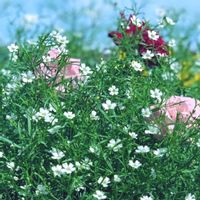 薔薇,かすみ草,ガーデニング,お花,自然観察の画像