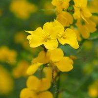 ヤマブキ,山吹,お花,黄色,黄色の花の画像