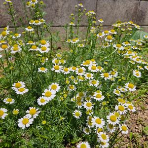 春の花,ジャーマンカモミール,ハーブ,ハーブを楽しむ,ハーブのある暮らしの画像