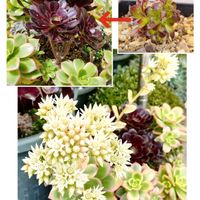 黒法師,夕映え,夕映えのお花,多肉植物,緑のある暮らしの画像
