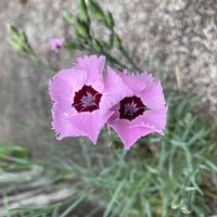 ナデシコ,ナデシコ,タツタナデシコの画像