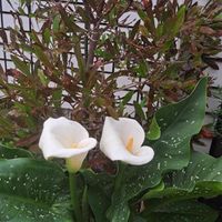 アサリナ,カラー,オルレア,泰山木,オルレヤの画像