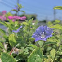 アメリカンブルー,ブルーデージー,ワスレナグサ,青い花が好きの画像