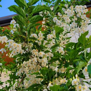 エゴノキ,シンボルツリー,花のある暮らし,我が家のシンボルツリー,おきにいり ♡の画像