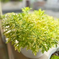 ドクダミ,ヨモギ,ヨモギ,斑入りアメリカツタ,葉っぱの画像