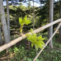 コシアブラ,コシアブラ,シシウド,延齢草,山林植物いろいろの画像