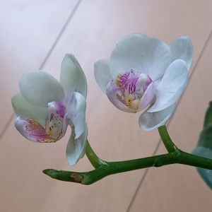 ミディ胡蝶蘭,ミディ胡蝶蘭,胡蝶蘭（こちょうらん）,胡蝶蘭かわいい,胡蝶蘭の花の画像