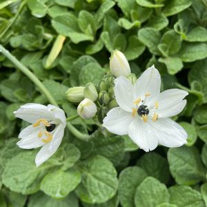 オーニソガラム,オーニソガラム,地植え,咲いた！,白い花の画像