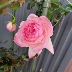 プリンセスミチコ,薔薇,バラ ストロベリーアイス,ニコール,ピエ―ルドロンサールの画像