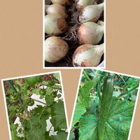 キュウリ,ミニトマト,玉ねぎ,自家栽培の野菜達,癒しのひと時の画像