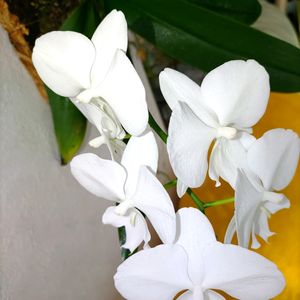 ミニ胡蝶蘭の画像