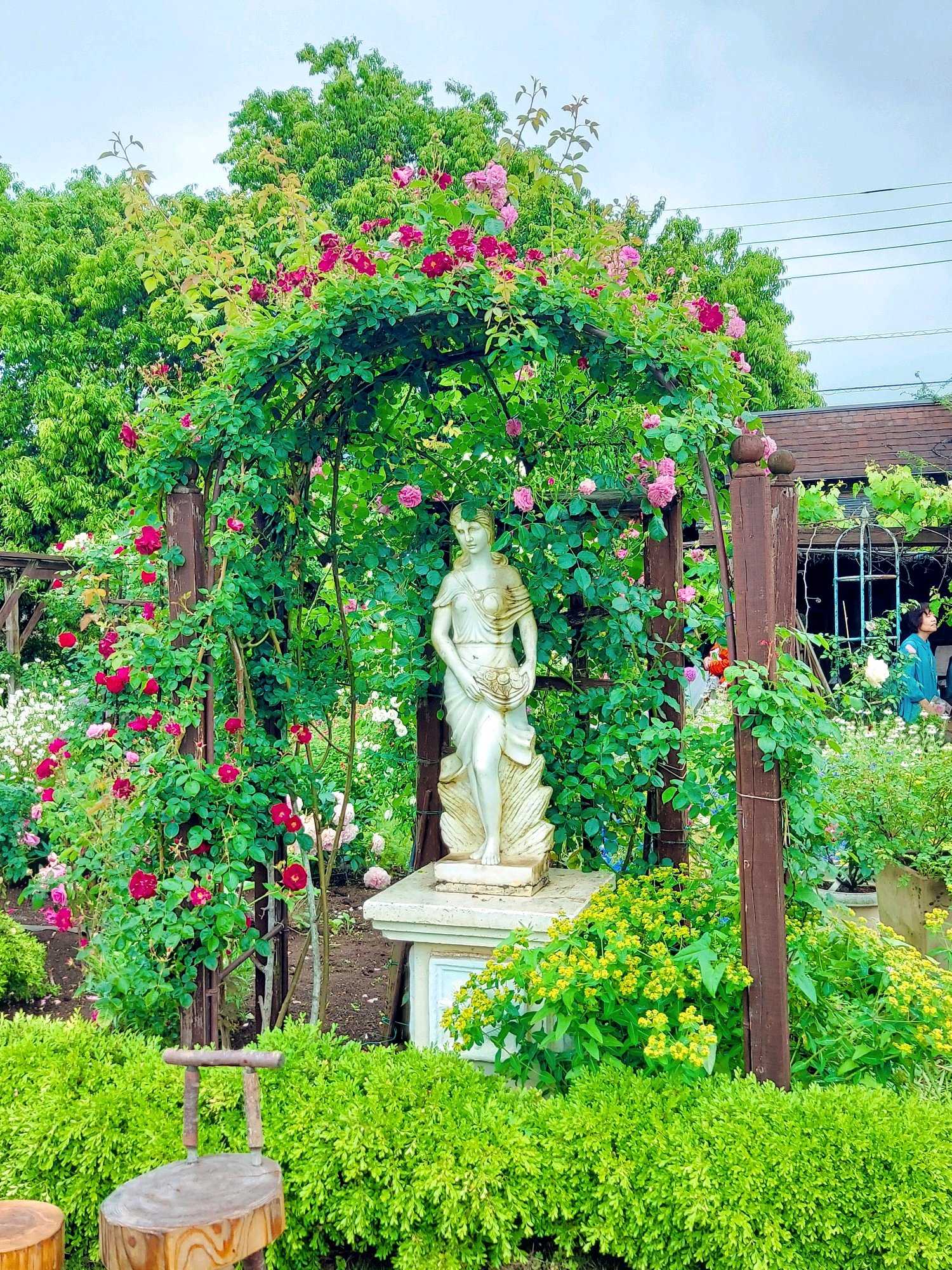 No.102 つくばローズガーデン2024年 ①風景｜🍀GreenSnap（グリーン